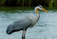 Contoh Prompt Gambar AI Burung Bangau Terbang di Atas Sawah