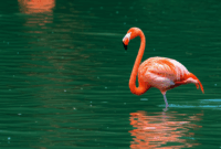Contoh Prompt Gambar AI Burung Flamingo di Danau