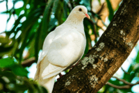 Contoh Prompt Gambar AI Burung Merpati di Atas Pohon