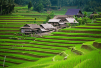 Contoh Prompt Gambar AI Desa Tradisional dengan Sawah Bertingkat