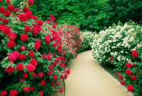 Contoh Prompt Gambar AI Kebun Bunga Mawar yang Indah