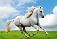 Contoh Prompt Gambar AI Kuda Putih Berlari di Padang Rumput